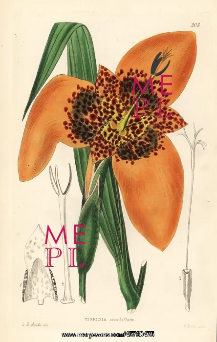 : Mexican shellflower, Tigridia pavonia : Mexican shellflower, Tigridia pavonia
