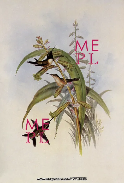  : Mexican Star, Calothorax Cyanopogon
