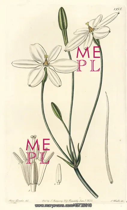 : Mexican star, Milla biflora : Mexican star, Milla biflora