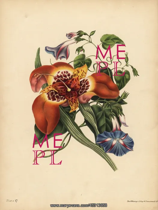: The Mexican Tiger-flower, Tigridia pavonia : The Mexican Tiger-flower, Tigridia pavonia