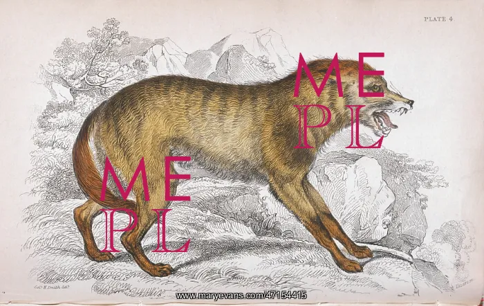 : Mexican wolf (Canis lupus baileyi) : Mexican wolf (Canis lupus baileyi)