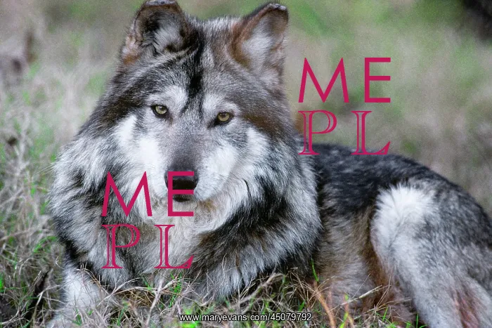 : Mexican Wolf Canis Lupus Baileyi Lying Down : Mexican Wolf Canis Lupus Baileyi Lying Down