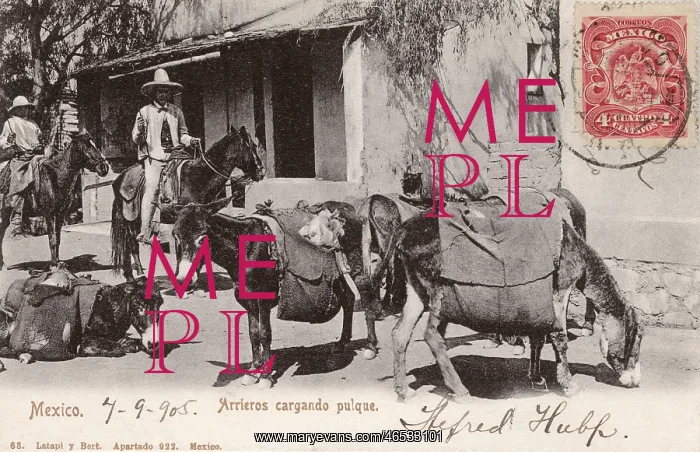 : Mexico - Donkeys carrying pulque : Mexico - Donkeys carrying pulque