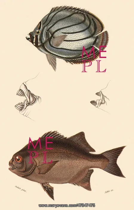 : A Meyer's Coralfish and a Galjoen : A Meyer's Coralfish and a Galjoen