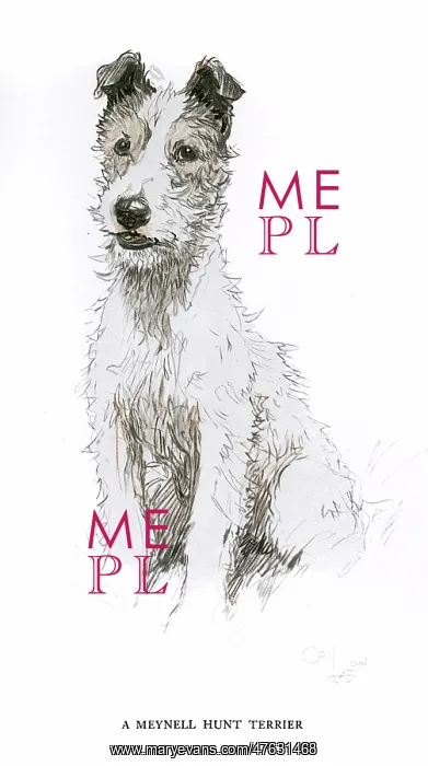 : Meynell Hunt fox terrier : Meynell Hunt fox terrier