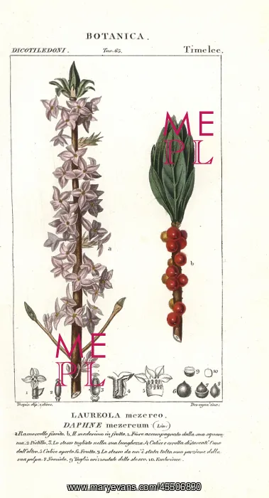 : Mezereon, Daphne mezereum : Mezereon, Daphne mezereum