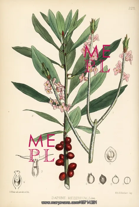 : Mezereon, Daphne mezereum : Mezereon, Daphne mezereum