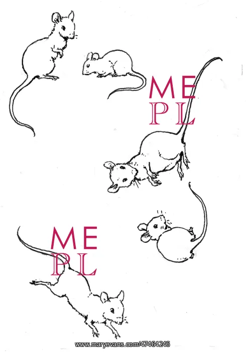  : Mice cavorting