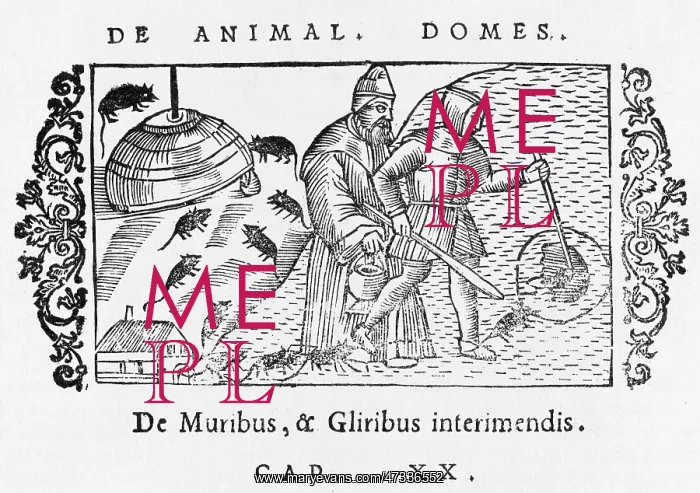  : MICE / DORMICE 1555