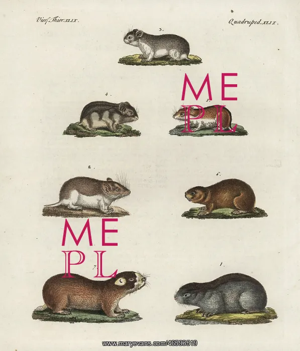 : Mice, hamsters and mole rats : Mice, hamsters and mole rats