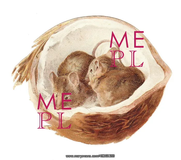  : Two mice inside a coconut on a cutout greetings card