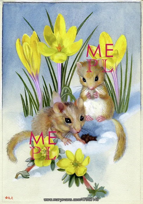 : Mice in the snow with crocuses : Mice in the snow with crocuses