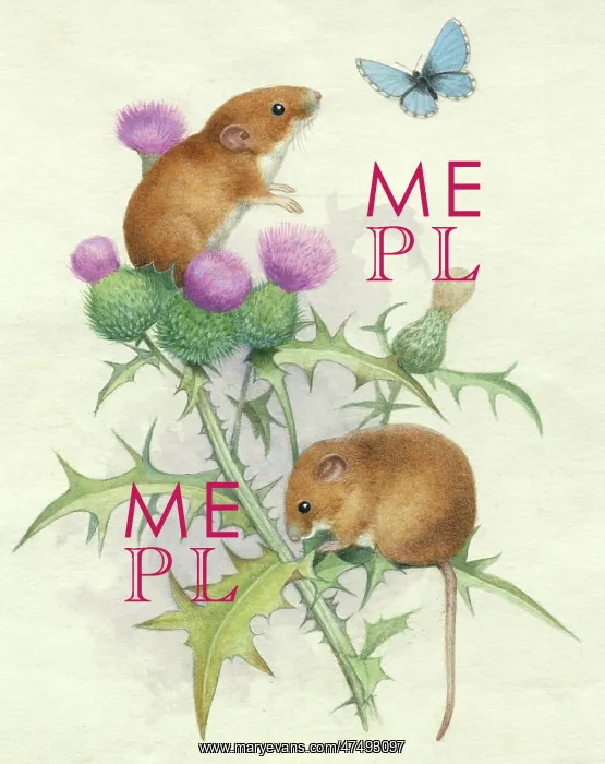  : Two mice on thistle with adonis blue butterfly