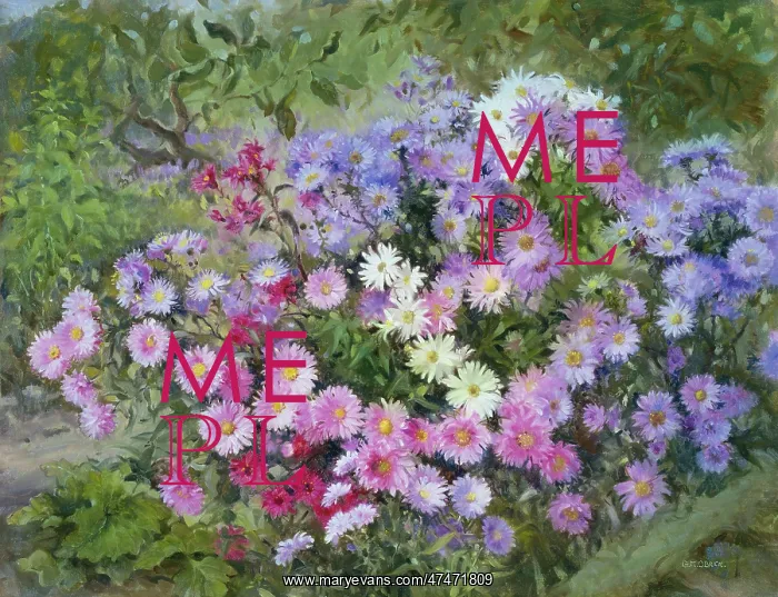 : Michaelmas Daisies ' in mauve, pink, etc : Michaelmas Daisies ' in mauve, pink, etc