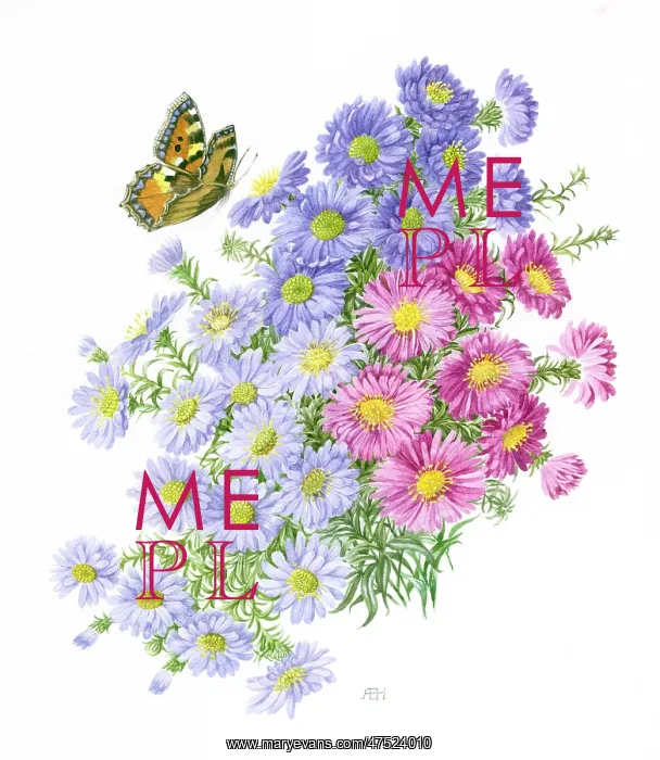 : Michaelmas Daisies and Tortoiseshell Butterfly : Michaelmas Daisies and Tortoiseshell Butterfly