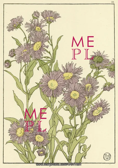 : Michaelmas Daisy : Michaelmas Daisy