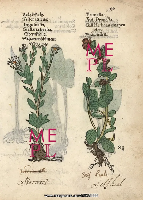 : Michaelmas daisy, Aster amellus, and self-heal : Michaelmas daisy, Aster amellus, and self-heal