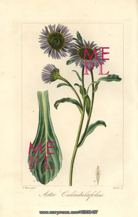 : Michaelmas daisy, Aster calendulaefolius, native to Europe : Michaelmas daisy, Aster calendulaefolius, native to Europe