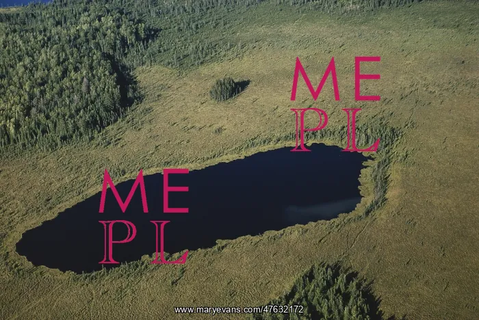 : Michigan Bog : Michigan Bog