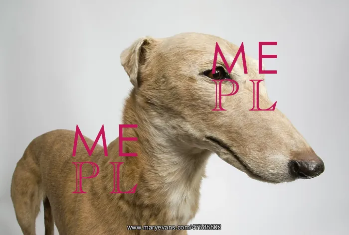: Mick the Miller, greyhound : Mick the Miller, greyhound
