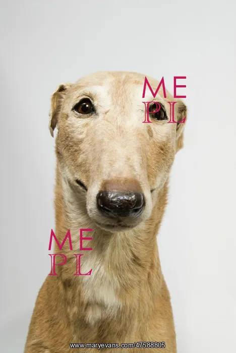 : Mick the Miller, greyhound : Mick the Miller, greyhound
