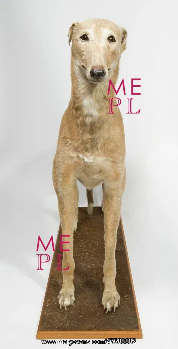 : Mick the Miller, greyhound : Mick the Miller, greyhound
