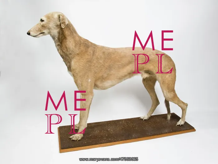 : Mick the Miller, greyhound : Mick the Miller, greyhound