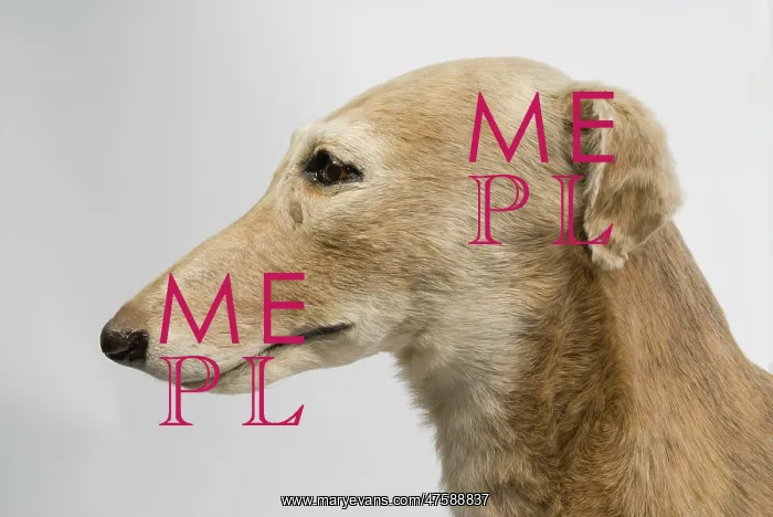 : Mick the Miller, greyhound : Mick the Miller, greyhound