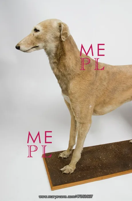 : Mick the Miller, greyhound : Mick the Miller, greyhound