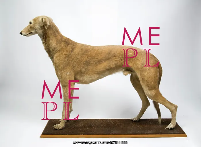 : Mick the Miller, greyhound : Mick the Miller, greyhound
