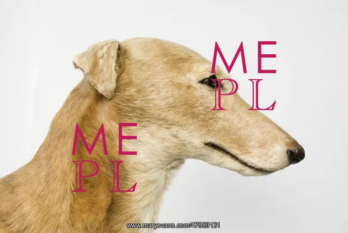 : Mick the Miller, greyhound : Mick the Miller, greyhound