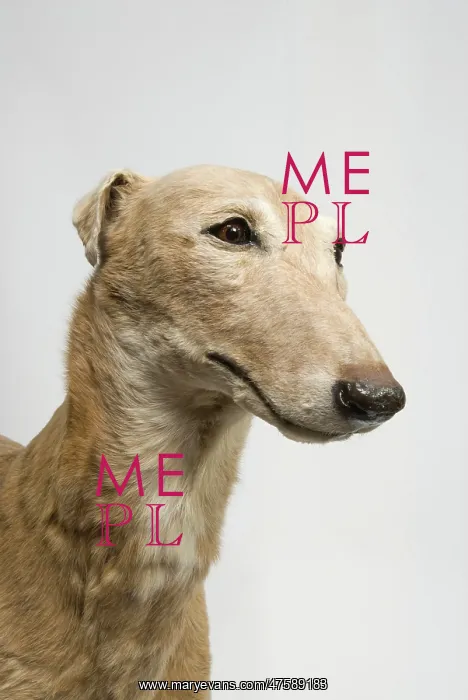 : Mick the Miller, greyhound : Mick the Miller, greyhound