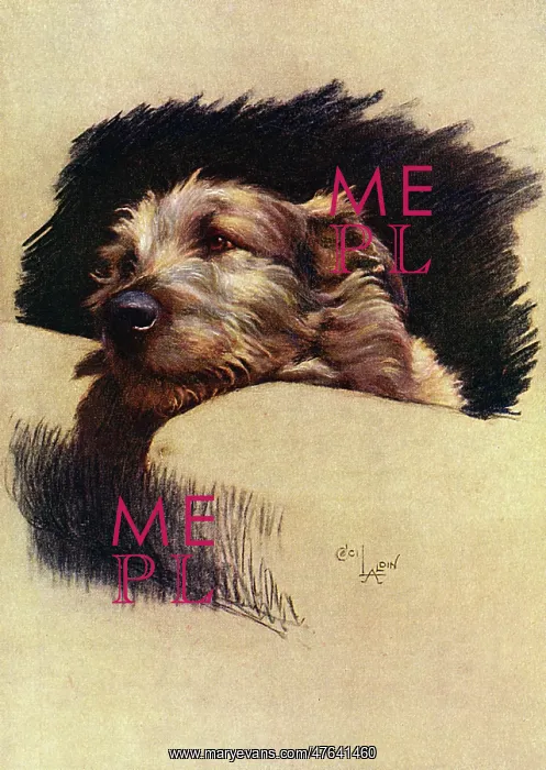 : Mickie, the Irish Wolfhound, in a chair : Mickie, the Irish Wolfhound, in a chair