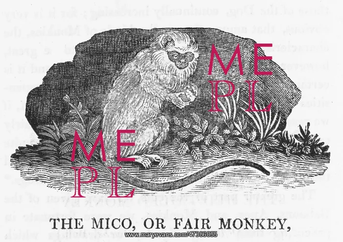 : MICO MONKEY (BEWICK) : MICO MONKEY (BEWICK)