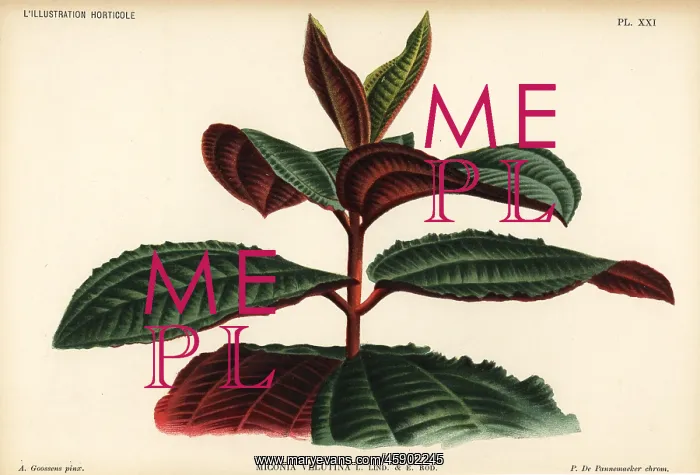  : Miconia velutina