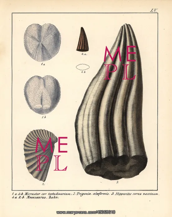 : Micraster cor-testudinarium, Trigonia alaeformis : Micraster cor-testudinarium, Trigonia alaeformis