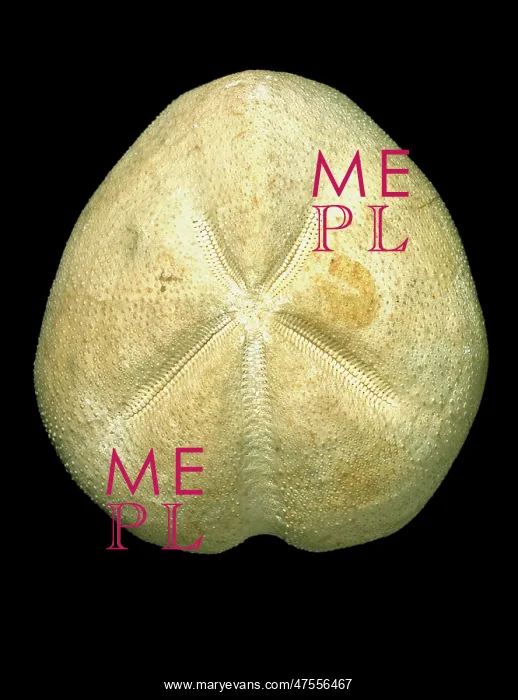 : Micraster coranguinum, echinoid : Micraster coranguinum, echinoid
