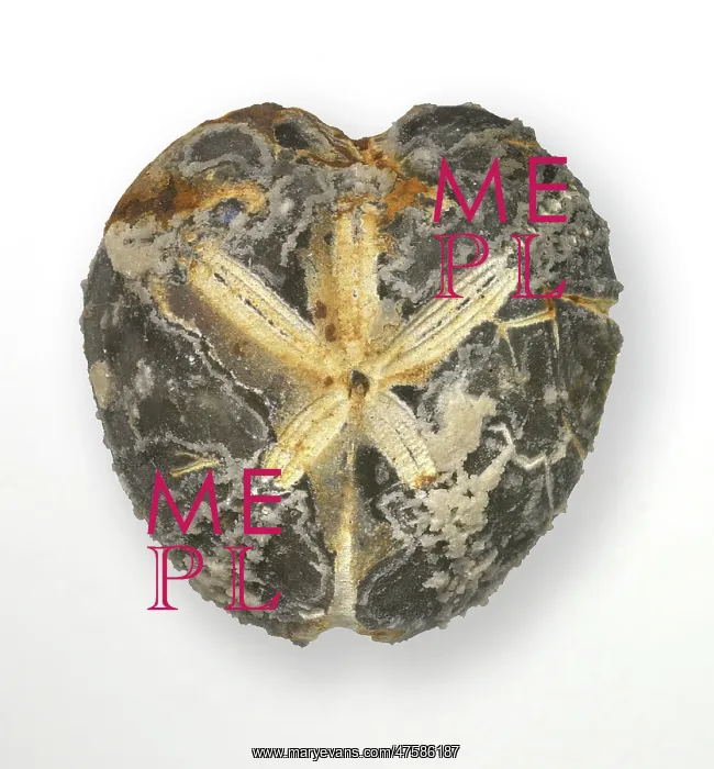: Micraster coranguinum (Leske), shepherd's crown echinoid : Micraster coranguinum (Leske), shepherd's crown echinoid