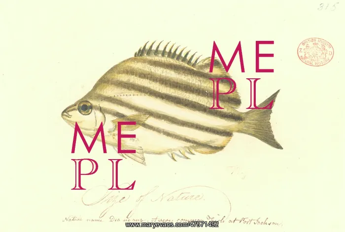 : Microcanthus strigatus, convict fish : Microcanthus strigatus, convict fish