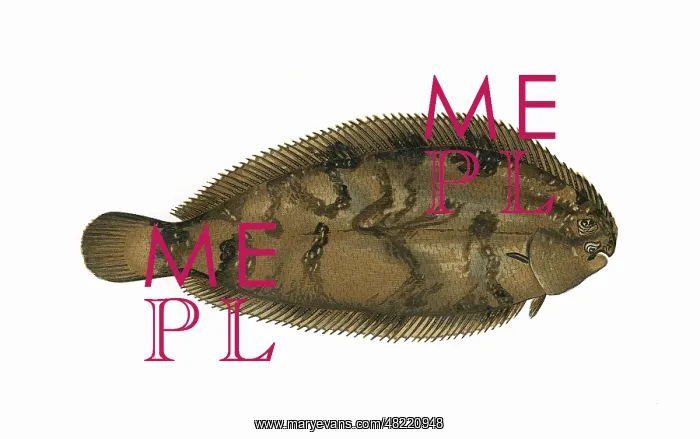 : Microchirus variegatus, or Thickback Sole : Microchirus variegatus, or Thickback Sole