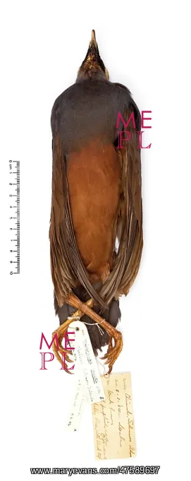 : Microgoura meeki, Choiseul pigeon : Microgoura meeki, Choiseul pigeon