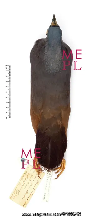 : Microgoura meeki, Choiseul pigeon : Microgoura meeki, Choiseul pigeon