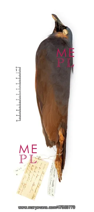 : Microgoura meeki, Choiseul pigeon : Microgoura meeki, Choiseul pigeon