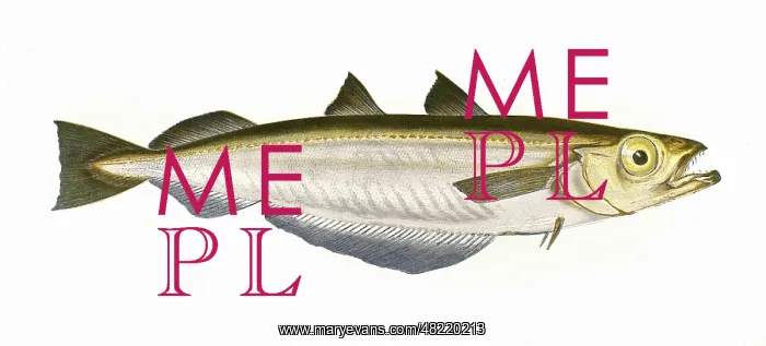 : Micromesistius poutassou, or Blue Whiting : Micromesistius poutassou, or Blue Whiting