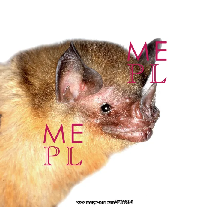 : Micronycteris brachyotis, orange-throated bat : Micronycteris brachyotis, orange-throated bat