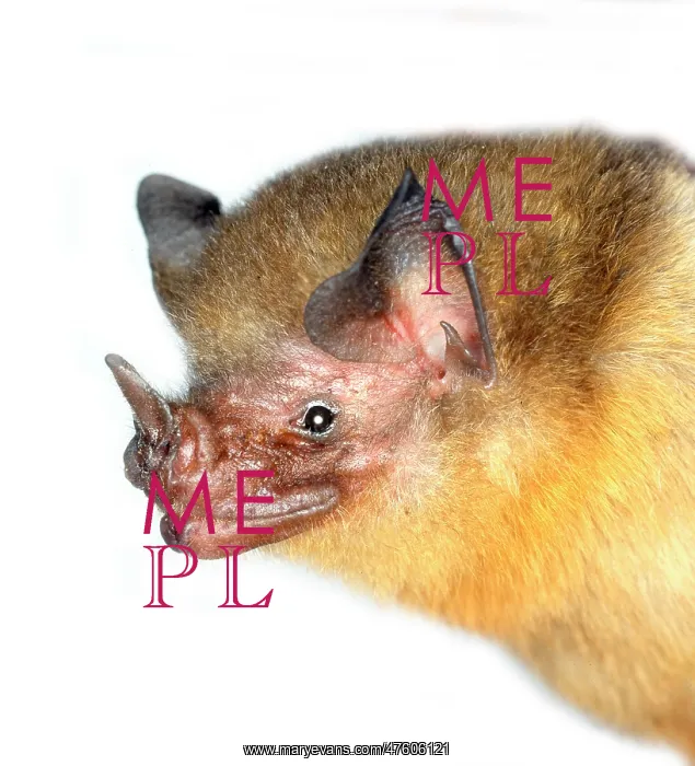 : Micronycteris brachyotis, orange-throated bat : Micronycteris brachyotis, orange-throated bat