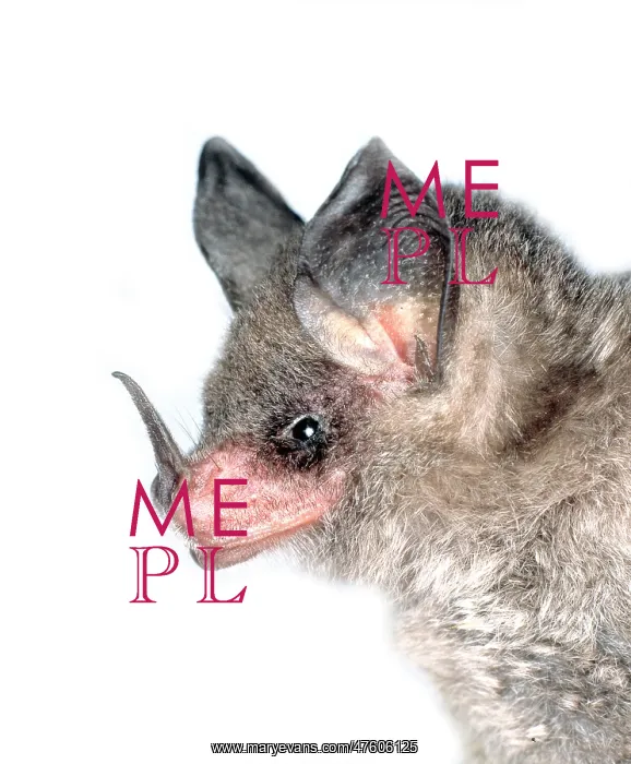 : Micronycteris nicefori, large-eared bat : Micronycteris nicefori, large-eared bat