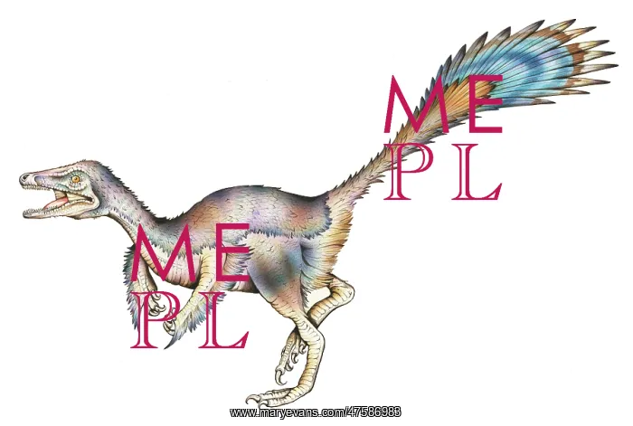 : Microraptor : Microraptor