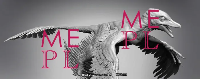 : Microraptor dinosaur on gray background : Microraptor dinosaur on gray background