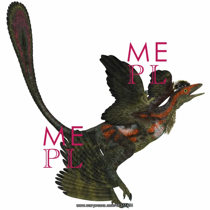 : Microraptor, an extinct small flying dinosaur from the ? : Microraptor, an extinct small flying dinosaur from the ?